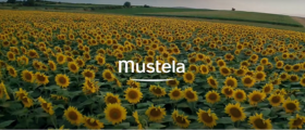 video-mustela-tournesol - Mustela Türkiye - 1